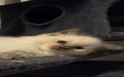 Ragdoll cats for sale: Pure blue mitted Ragdoll kittens - Image 10