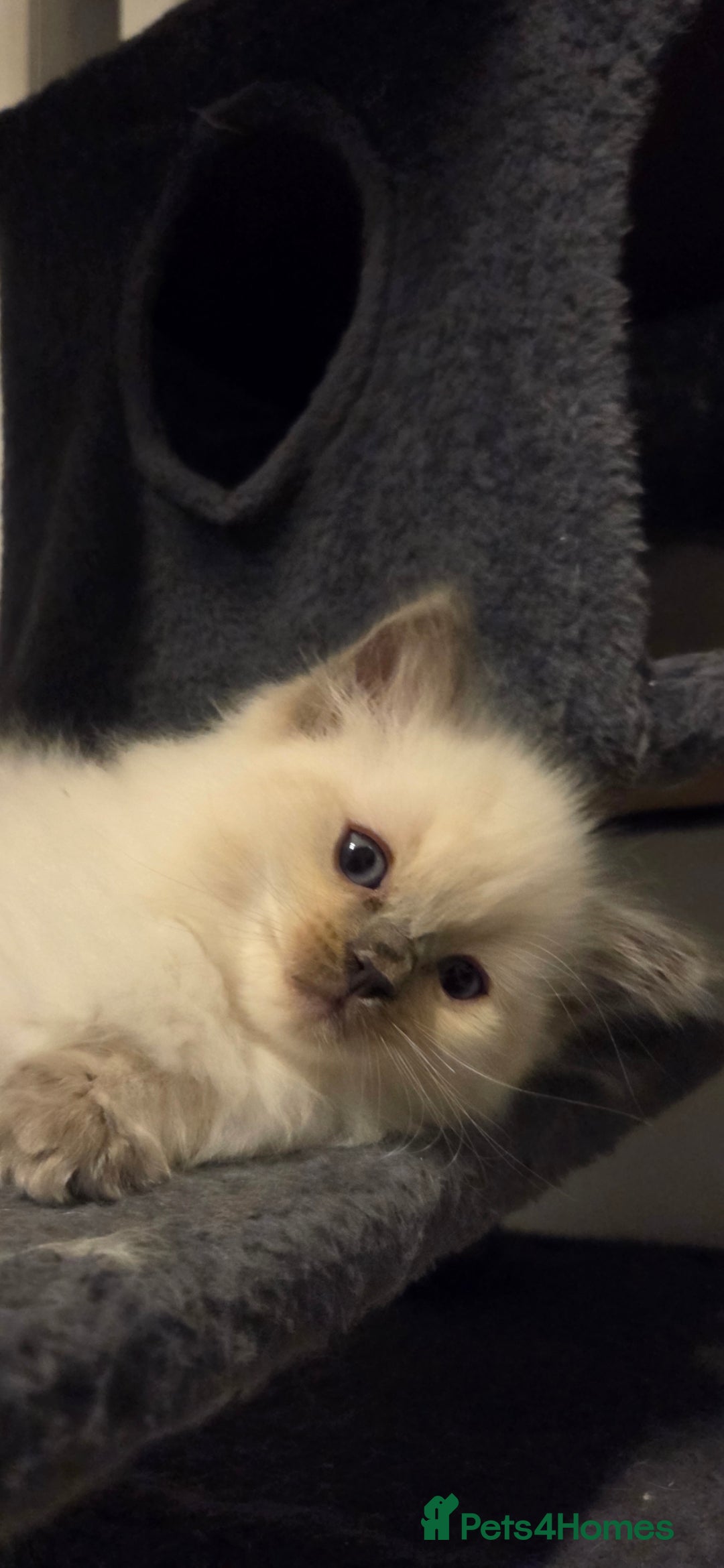 Ragdoll cats for sale: Pure blue mitted Ragdoll kittens - Image 10