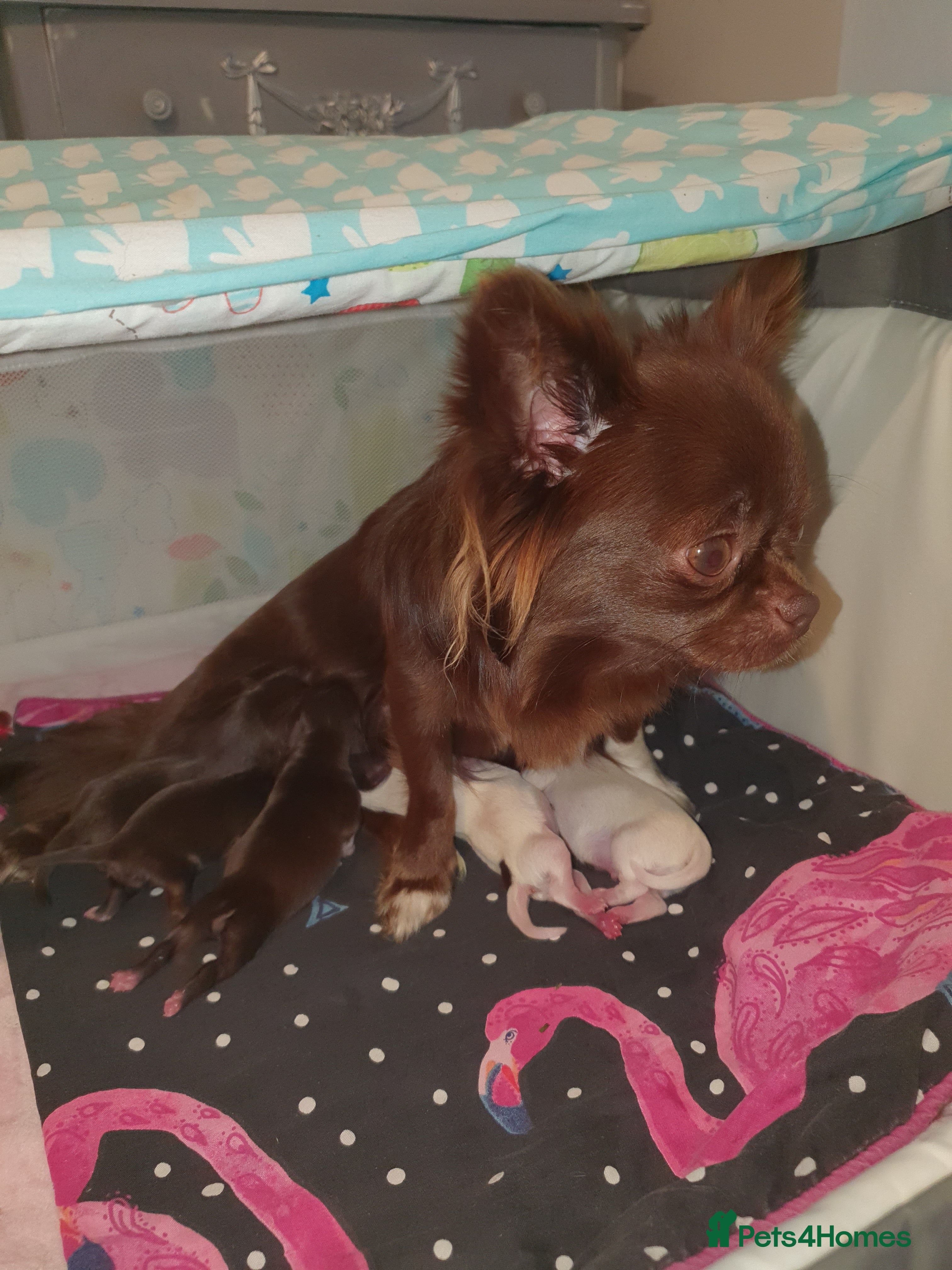 Chihuahua dogs Xxxxs chihuahuas READY NOW.. - Advert 2