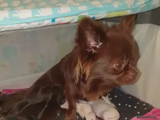 Chihuahua dogs Xxxxs chihuahuas READY NOW.. - Advert 1