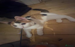 American Shorthair cats for sale: Milkshake the calico cat for sale - Image 5