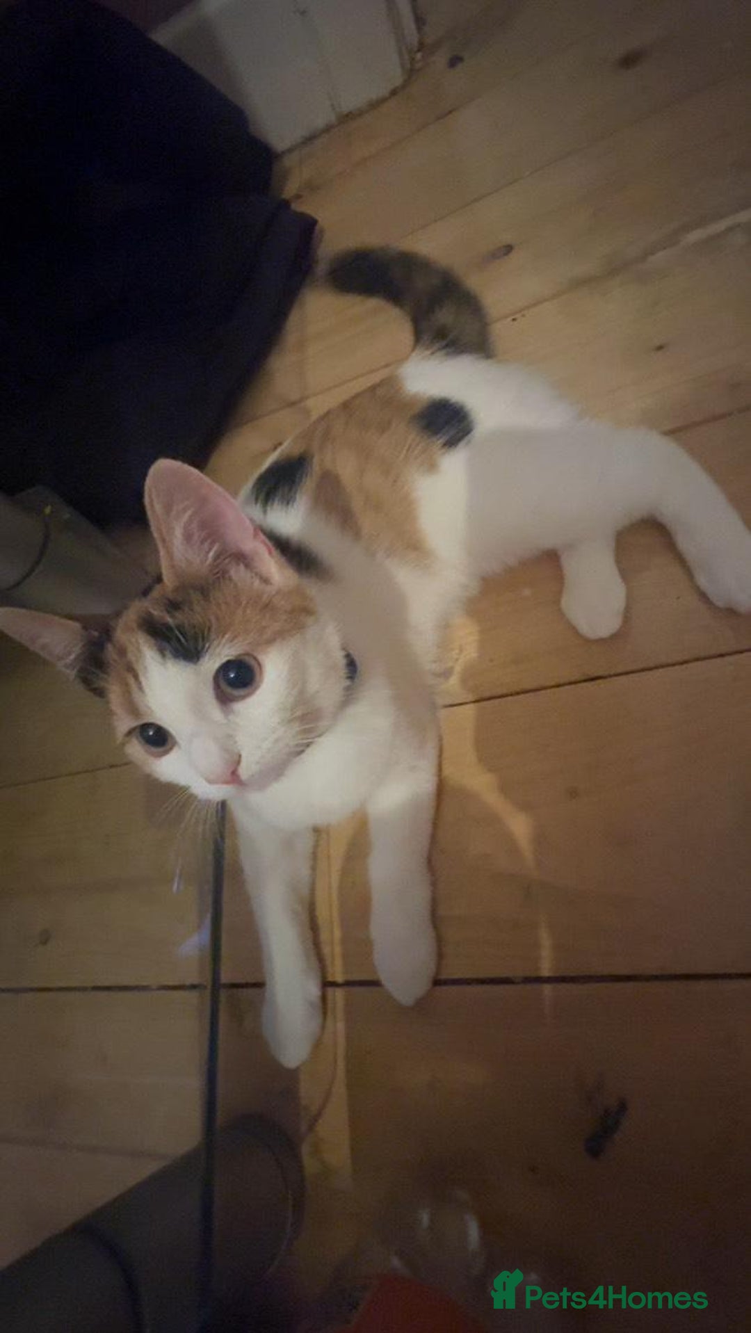 American Shorthair cats for sale: Milkshake the calico cat for sale - Image 5