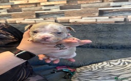 American Bully dogs for sale: 🐾 ABKC Registered Micro/Pocket Bully Puppies! 🐾 - Image 21