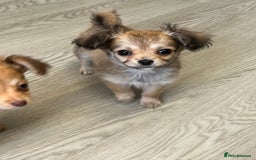Chipoo dogs for sale: Chihuahua/poodle chipo girls - Image 10