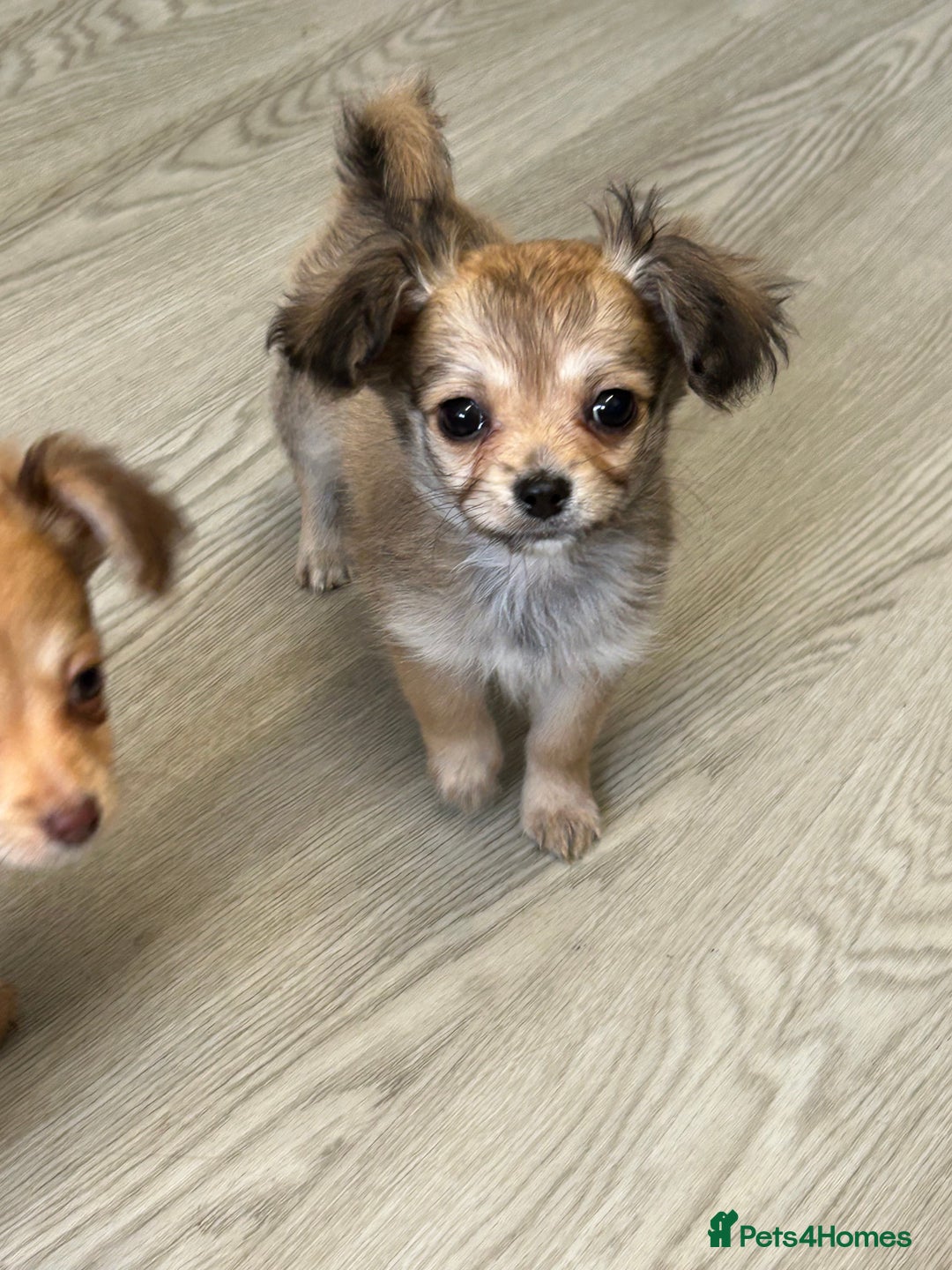 Chipoo dogs for sale: Chihuahua/poodle chipo girls - Image 10