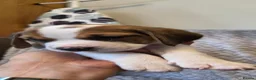 Beagle dogs for sale: Beautiful Beagle Puppies  in Coventry - Advert 21