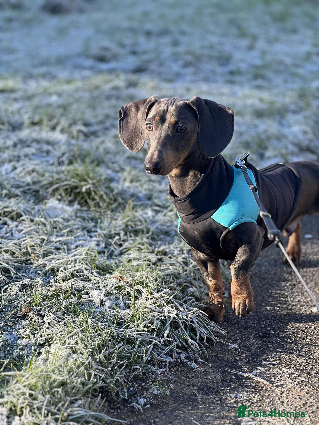 Miniature Dachshund dogs for sale: Miniature Dachshund  - Advert 3