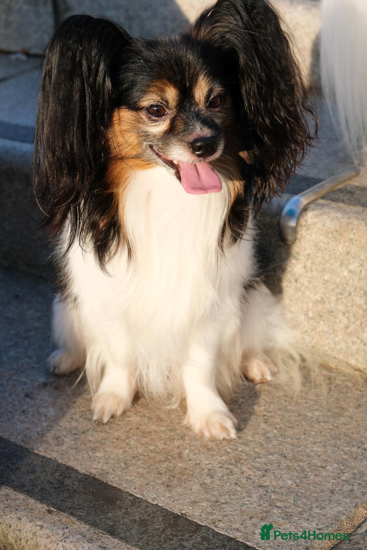 Papillon dogs 🦋 STUD PAPILLON 🦋 - Advert 5