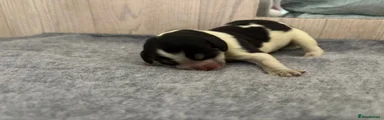 Cavalier King Charles Spaniel 1