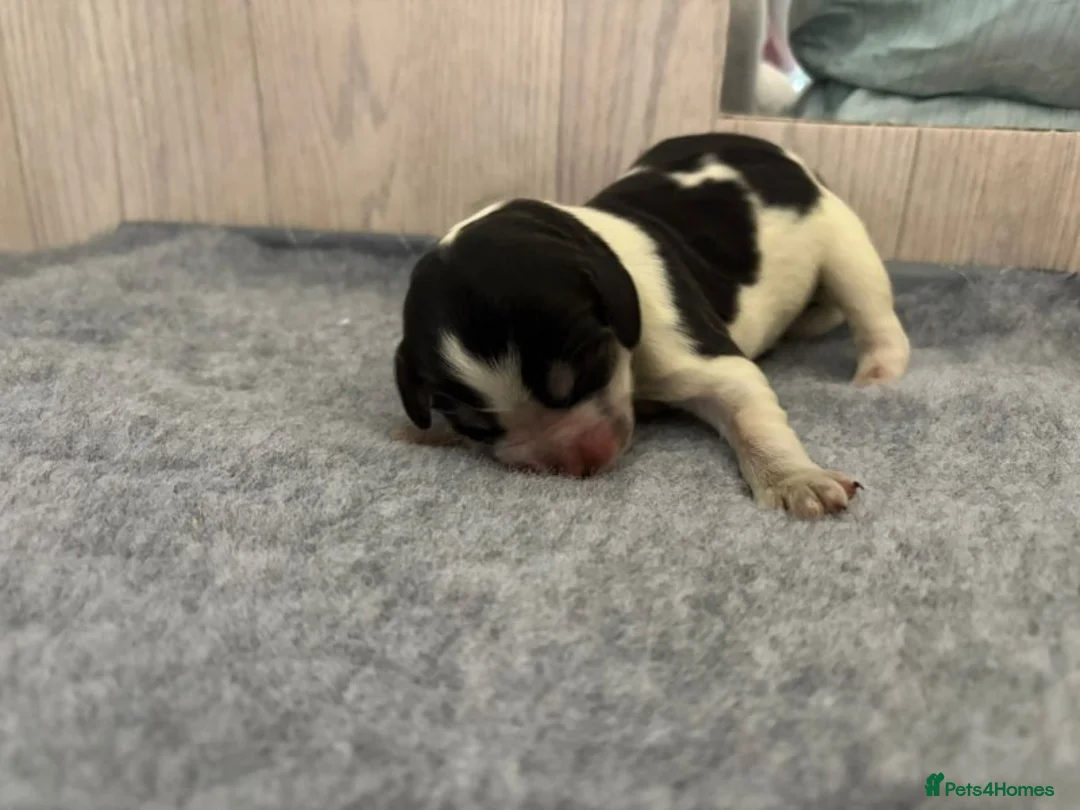 Cocker Spaniel dogs for sale: Cocker Spaniel Pups Looking for Forever Home in Edinburgh - Advert 7