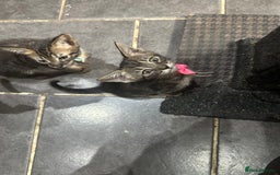 Savannah cats for sale: Savannahs  - Image 4