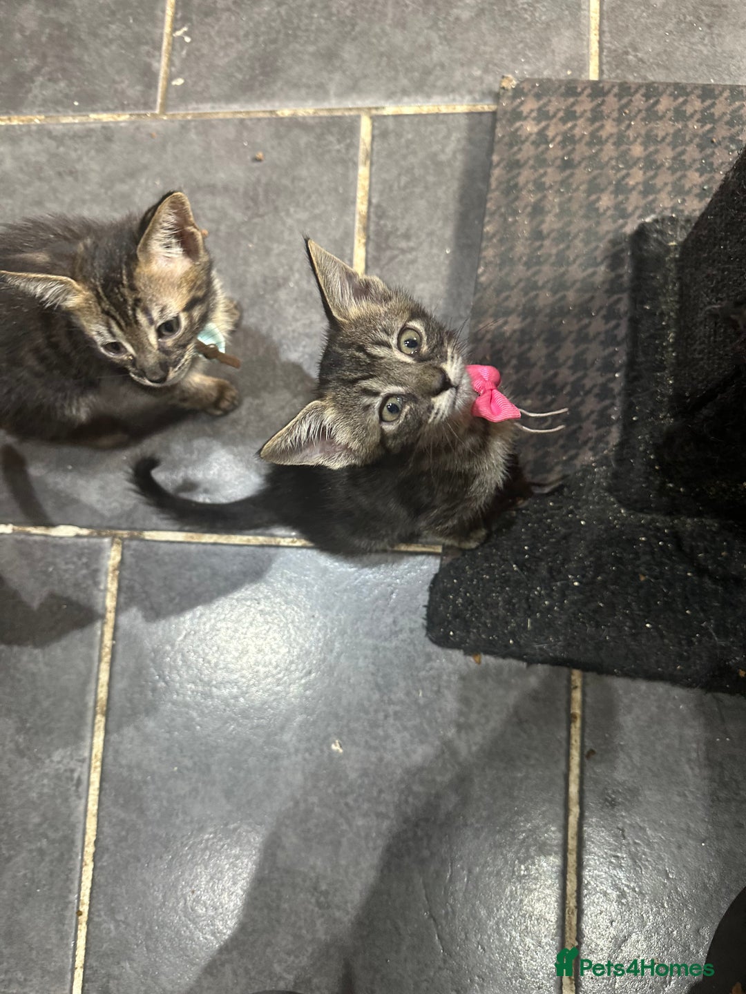 Savannah cats for sale: Savannahs  - Image 4