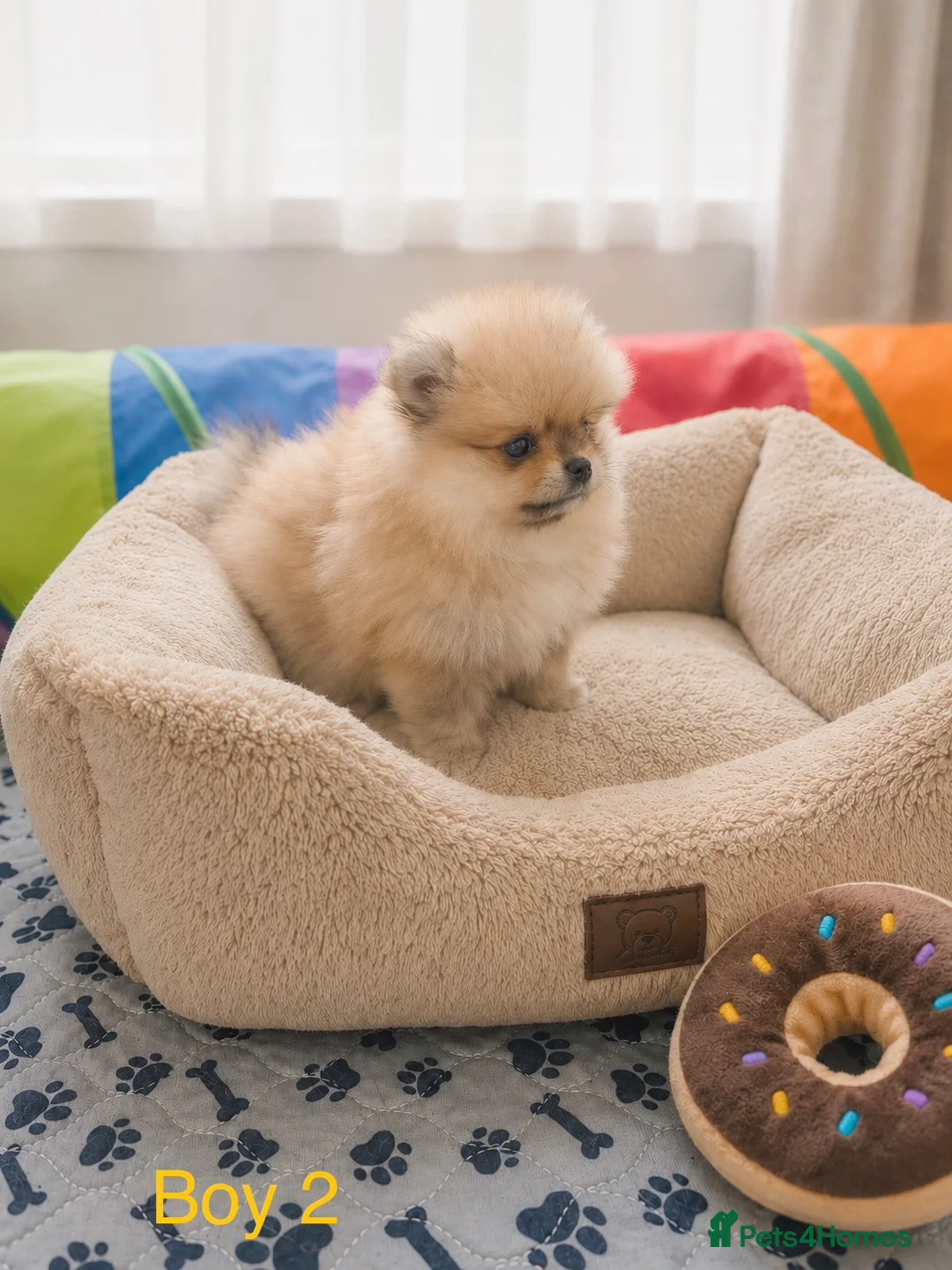 Pomeranian dogs for sale: Outstanding Quality Teddy Bears 🧸  - Advert 2