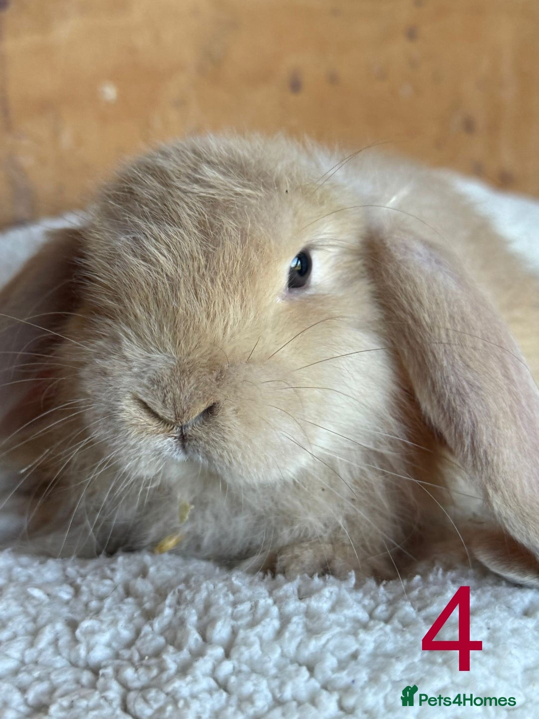 French Lop rabbits for sale: Purebred French Lop baby rabbits for sale  - Advert 16