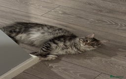 Maine Coon cats for sale: 7 month old Maine coon  - Image 4
