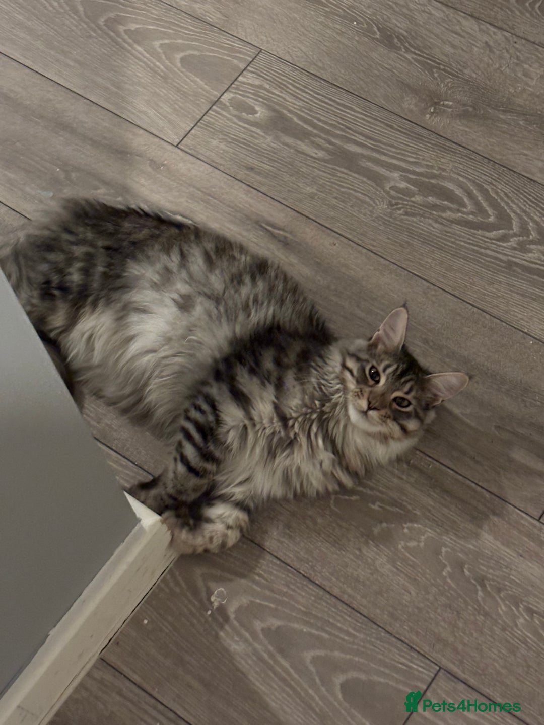 Maine Coon cats for sale: 7 month old Maine coon  - Image 4