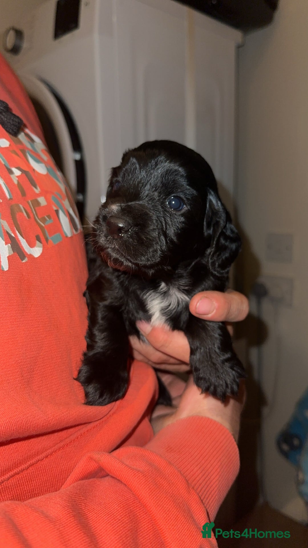 Cocker Spaniel dogs for sale: Working cocker spaniel puppies for sale - Advert 4