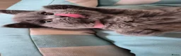 British Shorthair cats for sale:  🐾🎀 BSH 🎀🐾 GCCF/Fully vaccinated - Advert 34