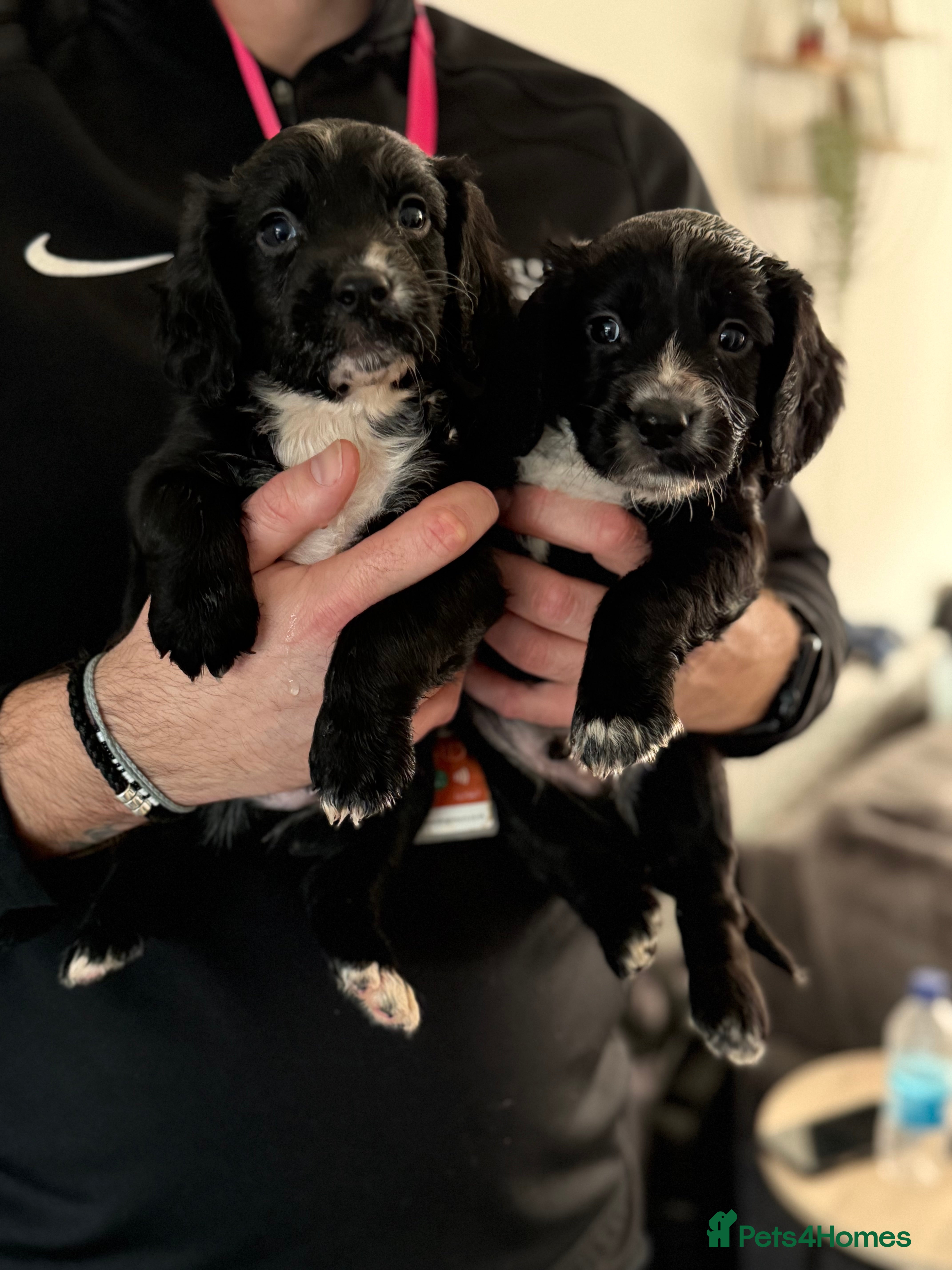 Sprocker dogs Stunning Sprocker pups 🐶💕 - Advert 8