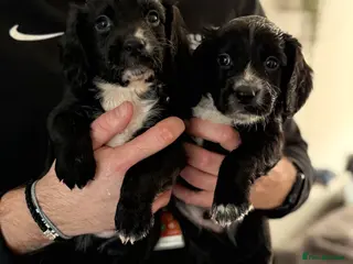 Sprocker dogs Stunning Sprocker pups 🐶💕 - Advert 8