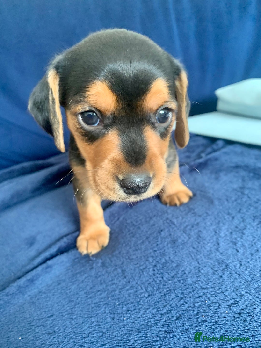 Mixed Breed dogs for sale: Miniature Dacshund/Miniature Yorkie ❤️❤️❤️ - Image 21