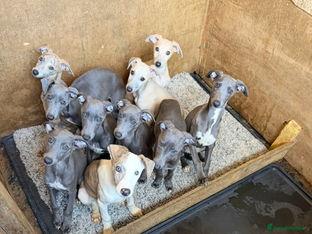 Whippet dogs for sale: Blue whippet pups  - Advert 2
