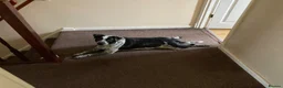 Mixed Breed dogs for sale: Springer cross in Walsall - Advert 4