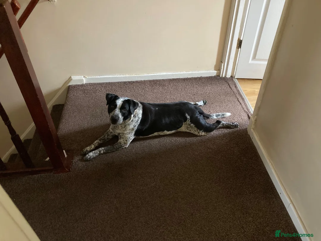 Mixed Breed dogs for sale: Springer cross in Walsall - Advert 4