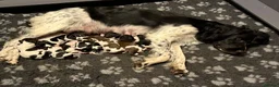 English Springer Spaniel dogs for sale: KC Registered Litter-Fully Health Tested Parents   - Advert 8