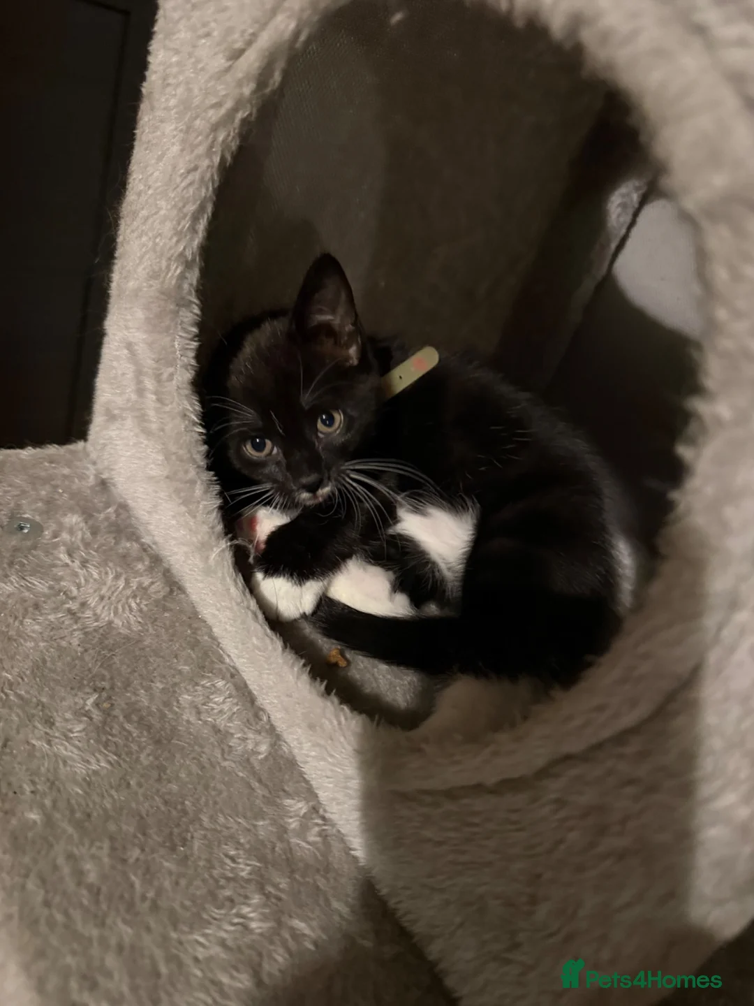 Mixed Breed cats for sale: Last Male kitten - ready now - Advert 9