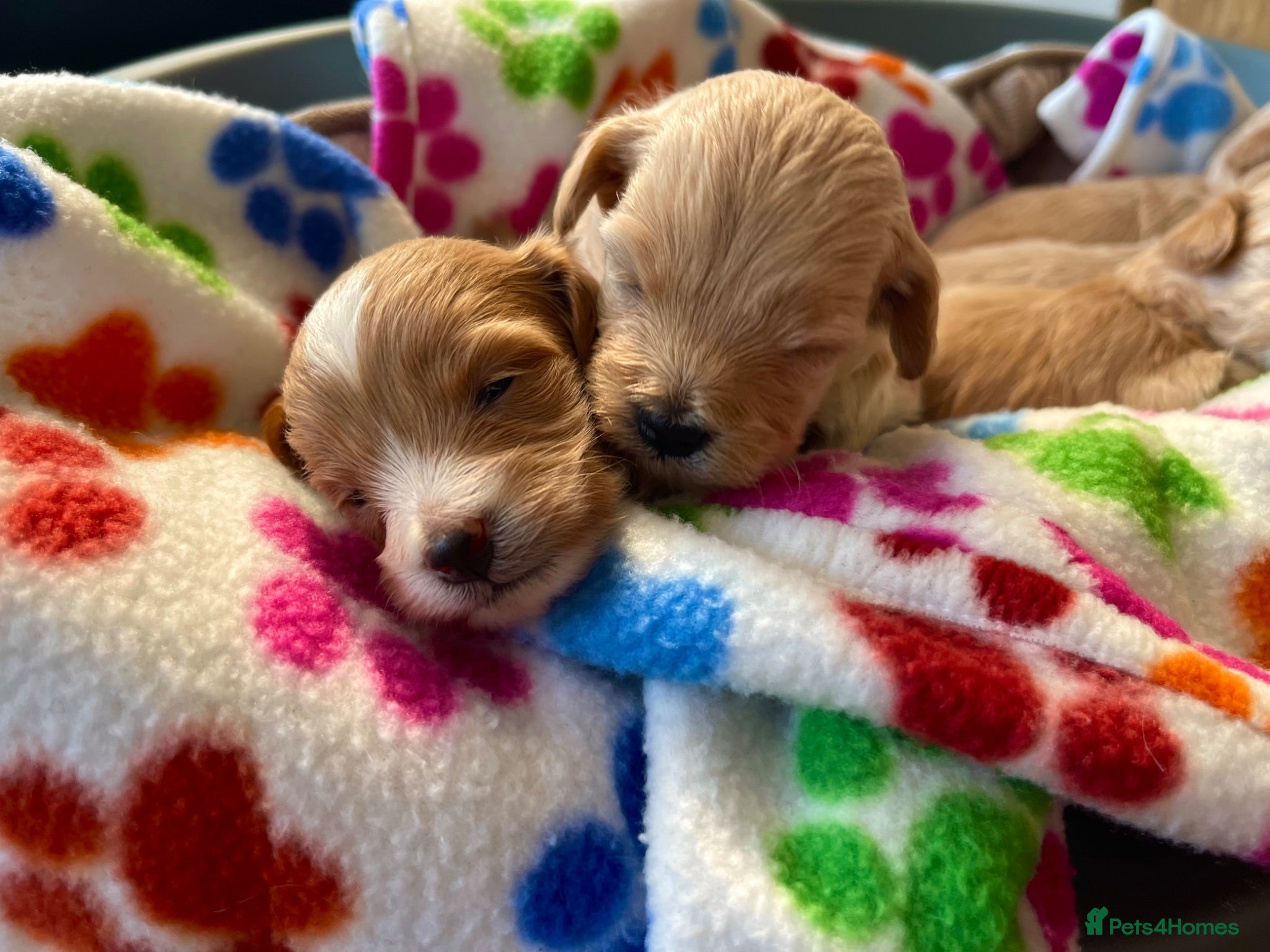 Maltipoo dogs Exquisite Maltipoo puppies kc health tested parent - Advert 17