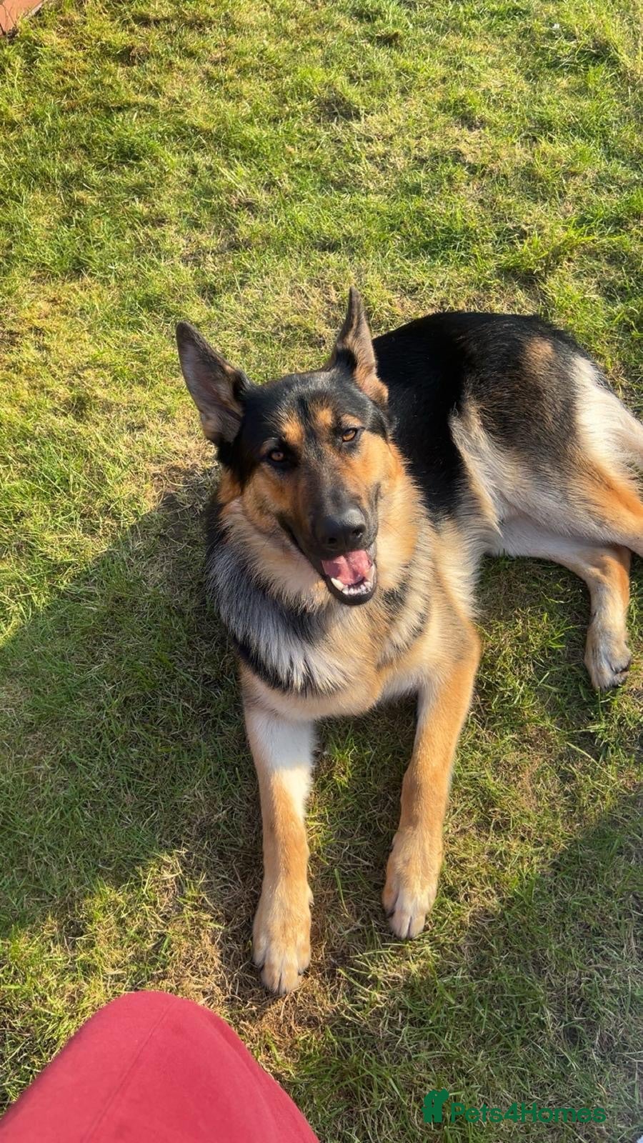 German Shepherd dogs Male German Shepherd - Lovable/gentle 16month old  - Advert 1