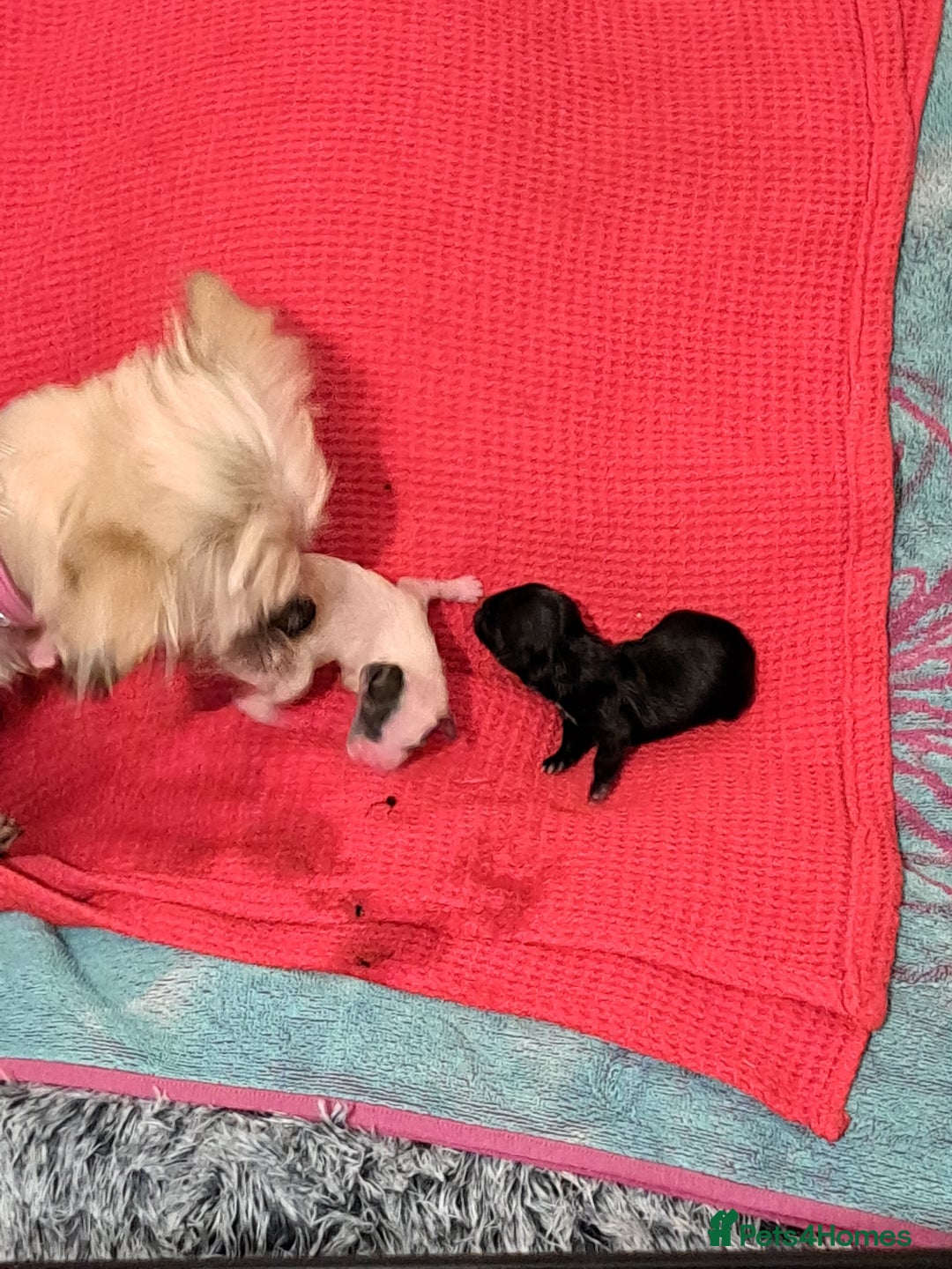 Mixed Breed dogs for sale: Miniature mix breed puppies  - Image 9
