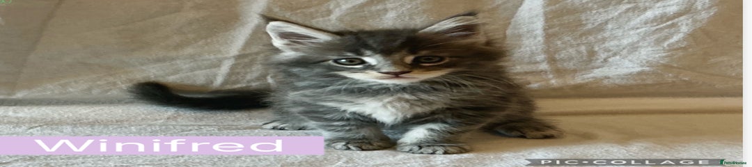 Maine Coon Kitten 4
