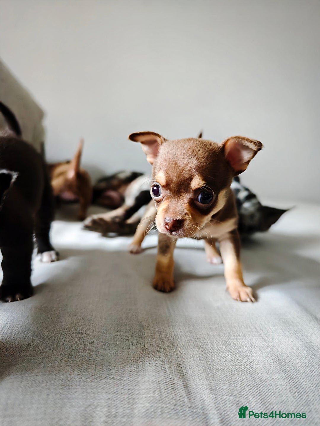 Chihuahua dogs for sale: Micro Chihuahua Puppies - Exceptional Lines - Image 13