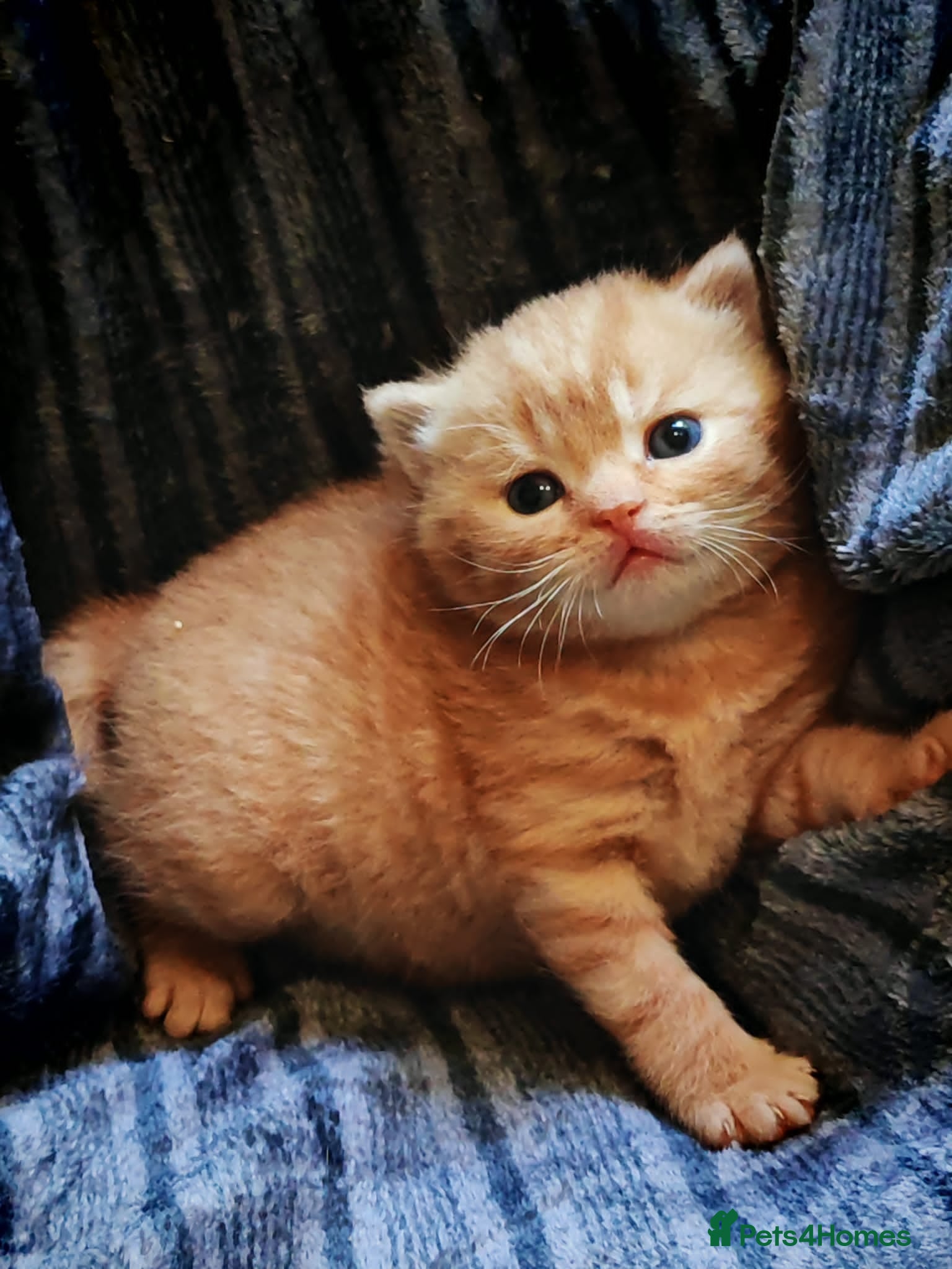 British Shorthair cats Gorgeous British Shorthair Kittens - READY NOW - Advert 1