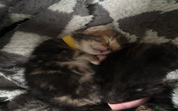 Bengal cats for sale: Half Bengal Kittens - Image 13