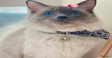 Ragdoll cats in London - Advert 3