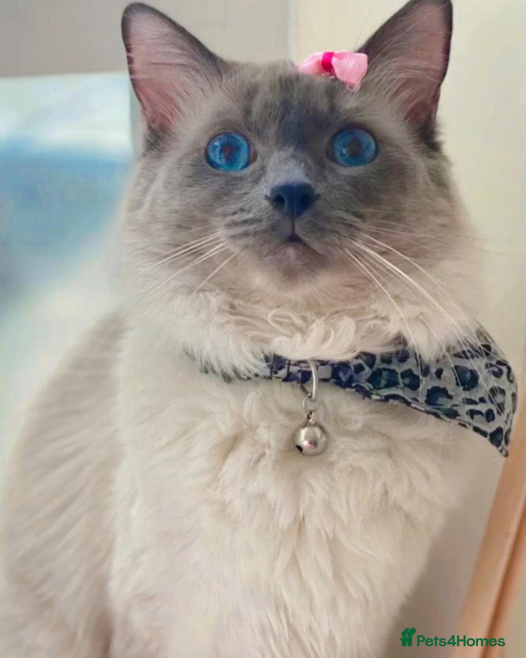 Ragdoll cats for stud: Pure Ragdoll stud in London - Advert 3