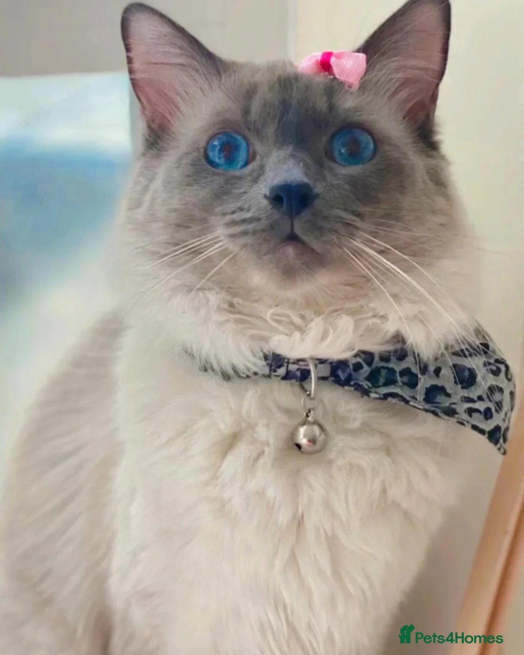 Ragdoll cats for stud: Pure Ragdoll stud in London - Advert 3