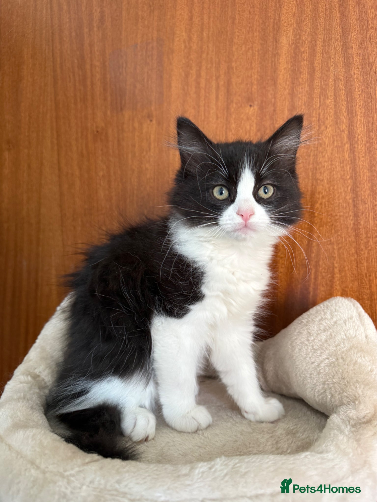 Ragdoll cats LAST HALF RAGDOLL KITTEN LEFT 🌸 - Advert 1