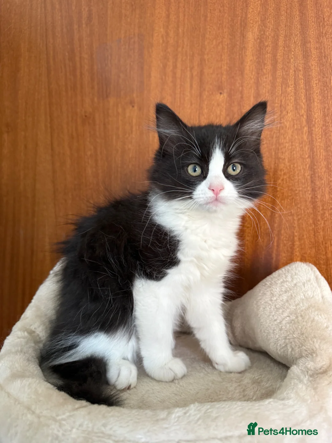 Ragdoll cats for sale: LAST HALF RAGDOLL KITTEN LEFT 🌸 - Advert 1