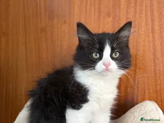 Ragdoll cats LAST HALF RAGDOLL KITTEN LEFT 🌸 - Advert 1