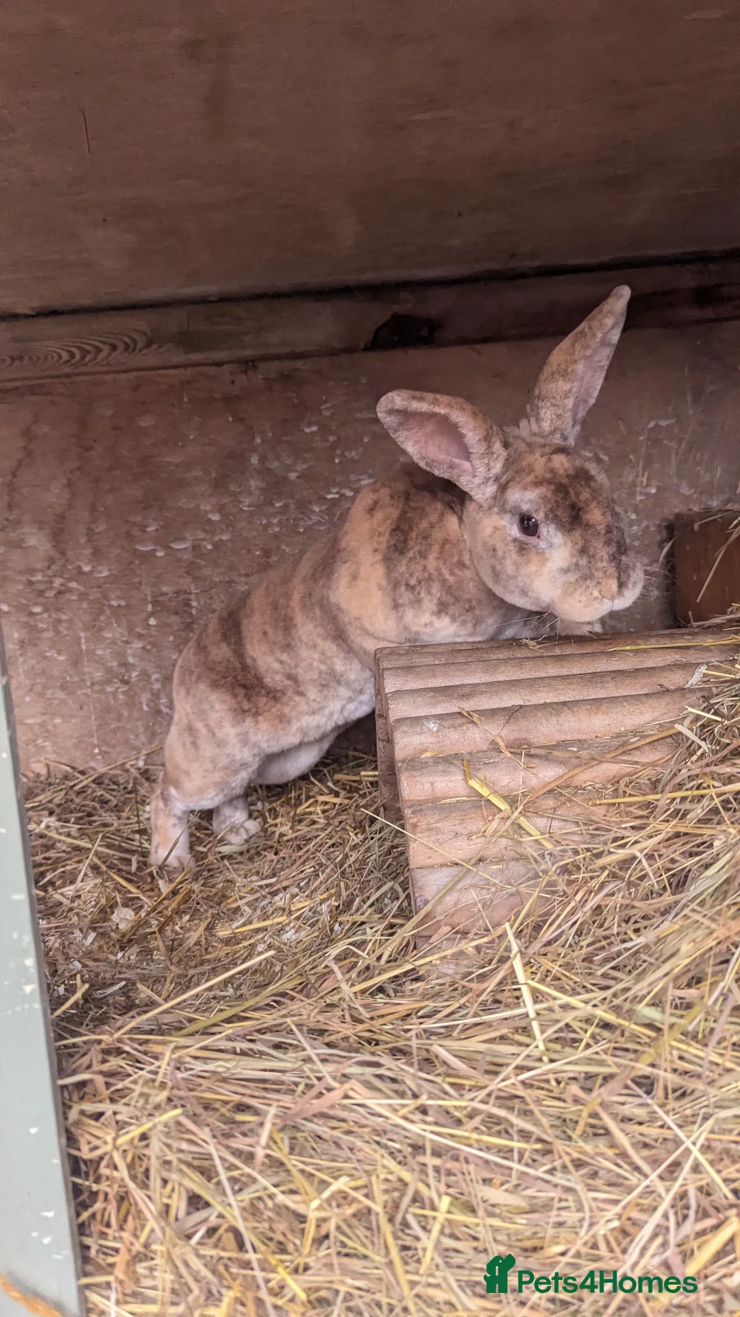 Rex rabbits for sale: 3 Rabbits - 2 x Velvet Rex, 1 x New Zealand White - Advert 10