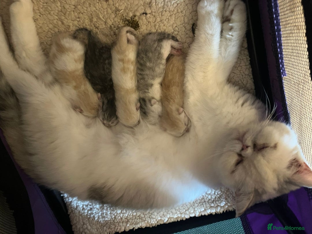 Exotic cats for sale: Beautiful exotic kittens for sale - Advert 1