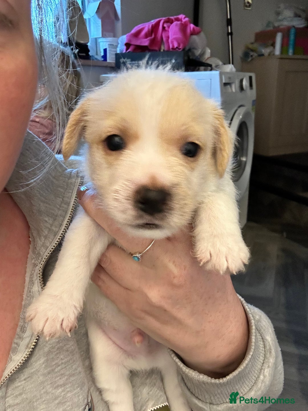 Jack Russell dogs for sale: Beautiful Jack Russell Pups 1 boy/ 1 girl  - Image 12
