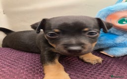 Jack Russell dogs for sale: Miniature natural bobtailed Jack Russells - Image 3