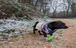 Mixed Breed dogs for adoption: Winston (Tripaw Terrier mix) - Image 20