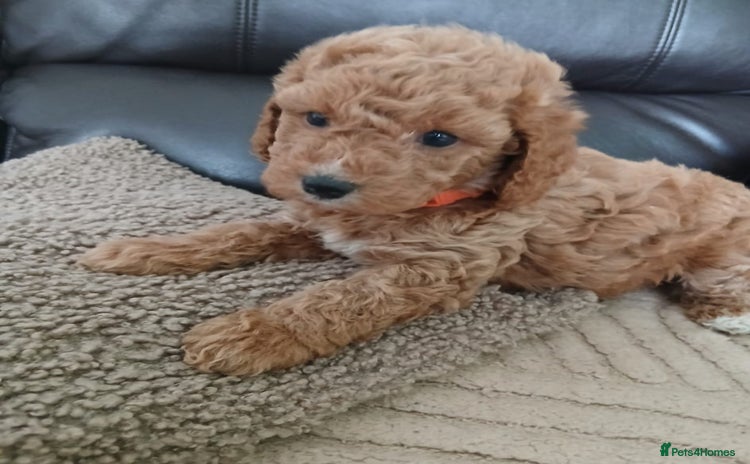 Cockapoo dogs - Advert 5