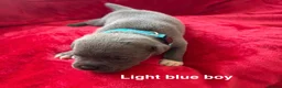 Staffordshire Bull Terrier dogs for sale: 8 stunning Stafford bull terrier puppies - Advert 24